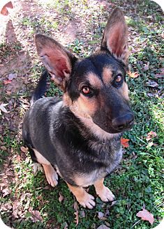 German Shepherd Dog Dog for Sale in Nashville, Tennessee - Kelly German Shepherd Dog Dog for Sale in Nashville, Tennessee - Kelly
