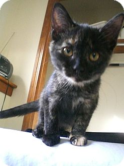 Domestic Shorthair Kitten for Sale in Grand Rapids, Michigan - Pippa Domestic Shorthair Kitten for Sale in Grand Rapids, Michigan - Pippa