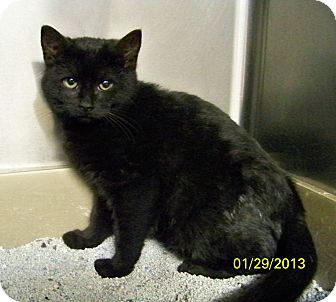 Domestic Mediumhair Cat for Sale in Dover, Ohio - Bandit Domestic Mediumhair Cat for Sale in Dover, Ohio - Bandit