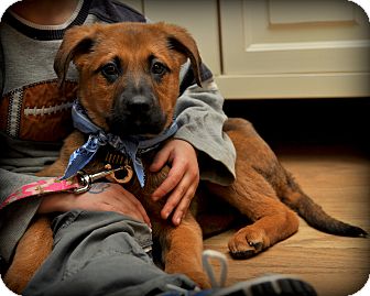 German Shepherd Dog/Golden Retriever Mix Puppy for Sale in Sparta, New Jersey - M&M German Shepherd Dog/Golden Retriever Mix Puppy for Sale in Sparta, New Jersey - M&M