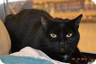 Domestic Shorthair Cat for Sale in Gilbert, Arizona - Boo Boo Domestic Shorthair Cat for Sale in Gilbert, Arizona - Boo Boo
