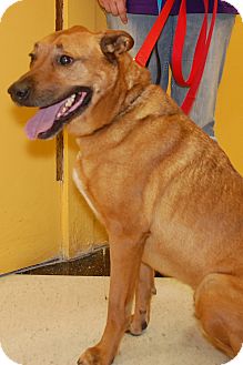 Labrador Retriever/Boxer Mix Dog for Sale in London, Kentucky - Max Labrador Retriever/Boxer Mix Dog for Sale in London, Kentucky - Max