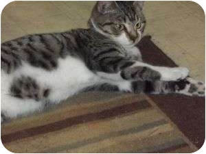 Domestic Shorthair Cat for Sale in Griffin, Georgia - Tebow Domestic Shorthair Cat for Sale in Griffin, Georgia - Tebow