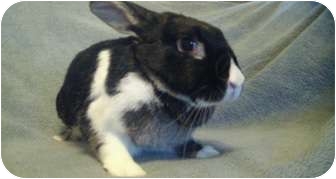 Silver Marten Mix for Sale in Garland, Texas - Lucy Silver Marten Mix for Sale in Garland, Texas - Lucy