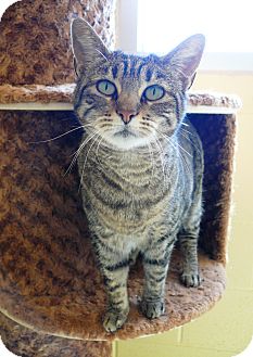 Domestic Shorthair Cat for Sale in Chula Vista, California - Bernice Domestic Shorthair Cat for Sale in Chula Vista, California - Bernice
