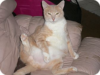 Domestic Shorthair Cat for Sale in Brea, California - Cesar - XXXL Love Cat Domestic Shorthair Cat for Sale in Brea, California - Cesar - XXXL Love Cat