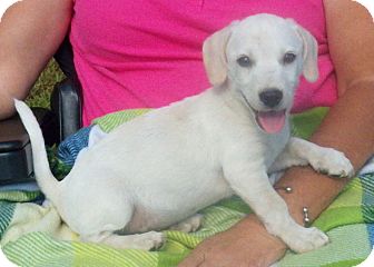 Labrador Retriever Mix Puppy for Sale in Sussex, New Jersey - Dutchess Labrador Retriever Mix Puppy for Sale in Sussex, New Jersey - Dutchess