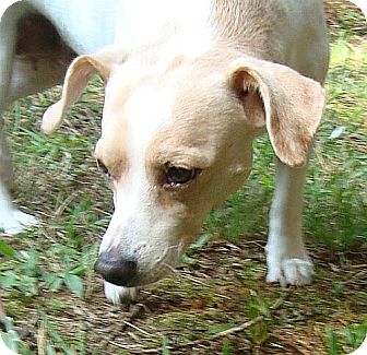 Chihuahua/Whippet Mix Dog for Sale in Allentown, Pennsylvania - CheeWaaWaa Chihuahua/Whippet Mix Dog for Sale in Allentown, Pennsylvania - CheeWaaWaa