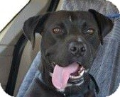 Rottweiler/American Staffordshire Terrier Mix Dog for Sale in San Diego, California - Princess Rottweiler/American Staffordshire Terrier Mix Dog for Sale in San Diego, California - Princess