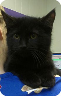 Domestic Mediumhair Kitten for Sale in Richboro, Pennsylvania - Chris Brown Domestic Mediumhair Kitten for Sale in Richboro, Pennsylvania - Chris Brown