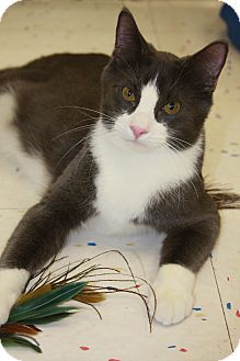 Domestic Shorthair Cat for Sale in Phoenix, Arizona - Saffron Domestic Shorthair Cat for Sale in Phoenix, Arizona - Saffron