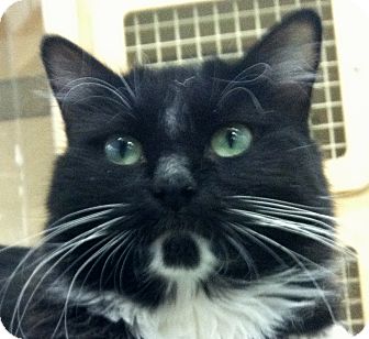 Domestic Longhair Cat for Sale in Winchester, California - Annie Domestic Longhair Cat for Sale in Winchester, California - Annie