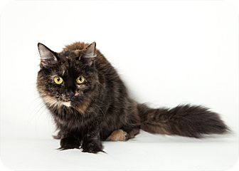 Domestic Mediumhair Cat for Sale in Rockaway, New Jersey - Sophie Domestic Mediumhair Cat for Sale in Rockaway, New Jersey - Sophie