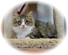Domestic Mediumhair Kitten for Sale in Shelton, Washington - Jayne Domestic Mediumhair Kitten for Sale in Shelton, Washington - Jayne