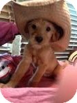 Terrier (Unknown Type, Small) Mix Puppy for Sale in Manchester, Connecticut - Snoopy Terrier (Unknown Type, Small) Mix Puppy for Sale in Manchester, Connecticut - Snoopy