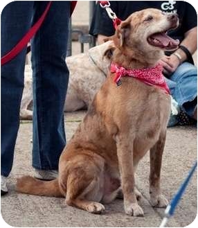Catahoula Leopard Dog Dog for Sale in Portsmouth, Rhode Island - Theo- must read! Catahoula Leopard Dog Dog for Sale in Portsmouth, Rhode Island - Theo- must read!