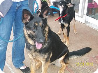 German Shepherd Dog Dog for Sale in Greeneville, Tennessee - Akita German Shepherd Dog Dog for Sale in Greeneville, Tennessee - Akita