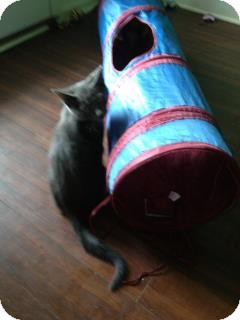 Russian Blue Kitten for Sale in Mobile, Alabama - Little Clyde Russian Blue Kitten for Sale in Mobile, Alabama - Little Clyde