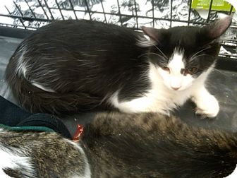 Domestic Shorthair Kitten for Sale in Sterling Hgts, Michigan - Taylor Domestic Shorthair Kitten for Sale in Sterling Hgts, Michigan - Taylor