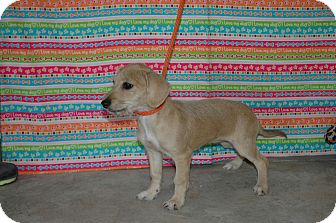 Dachshund/Terrier (Unknown Type, Small) Mix Puppy for Sale in san antonio, Texas - Lady Dachshund/Terrier (Unknown Type, Small) Mix Puppy for Sale in san antonio, Texas - Lady