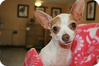 Chihuahua Dog for Sale in san antonio, Texas - Luna Chihuahua Dog for Sale in san antonio, Texas - Luna
