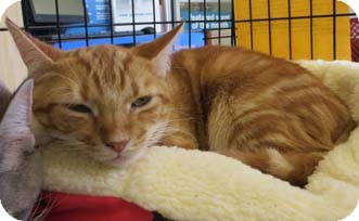 Domestic Shorthair Cat for Sale in Merrifield, Virginia - Rhu Domestic Shorthair Cat for Sale in Merrifield, Virginia - Rhu