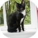 Domestic Shorthair Kitten for Sale in Vancouver, British Columbia - Trinket Domestic Shorthair Kitten for Sale in Vancouver, British Columbia - Trinket