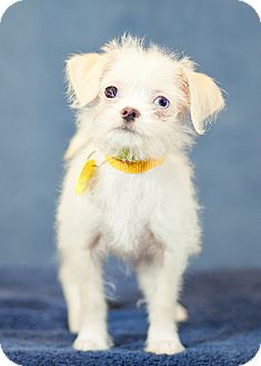 Cairn Terrier/Terrier (Unknown Type, Small) Mix Puppy for Sale in Westminster, Colorado - Sandy Cairn Terrier/Terrier (Unknown Type, Small) Mix Puppy for Sale in Westminster, Colorado - Sandy