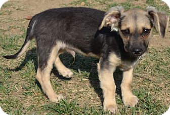 Poodle (Miniature)/Terrier (Unknown Type, Small) Mix Dog for Sale in Simi Valley, California - Spirit Poodle (Miniature)/Terrier (Unknown Type, Small) Mix Dog for Sale in Simi Valley, California - Spirit