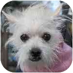 Maltese/Terrier (Unknown Type, Small) Mix Dog for Sale in New York, New York - Tuti Maltese/Terrier (Unknown Type, Small) Mix Dog for Sale in New York, New York - Tuti
