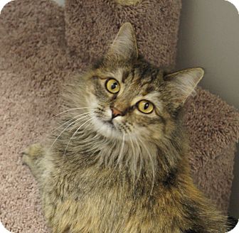 Maine Coon Cat for Sale in Colorado Springs, Colorado - Jeanette Maine Coon Cat for Sale in Colorado Springs, Colorado - Jeanette