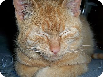 Domestic Shorthair Kitten for Sale in Fairborn, Ohio - Geoffrey The Red Domestic Shorthair Kitten for Sale in Fairborn, Ohio - Geoffrey The Red