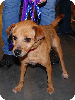 Terrier (Unknown Type, Small) Mix Dog for Sale in Loudonville, New York - Ginger #2 Terrier (Unknown Type, Small) Mix Dog for Sale in Loudonville, New York - Ginger #2
