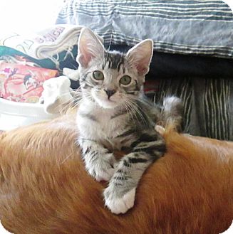 Domestic Shorthair Kitten for Sale in Simi Valley, California - Conner Domestic Shorthair Kitten for Sale in Simi Valley, California - Conner