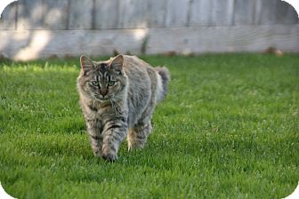 Domestic Longhair Cat for Sale in Modesto, California - Punkin Domestic Longhair Cat for Sale in Modesto, California - Punkin