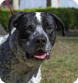 American Bulldog Mix Dog for Sale in Gainesville, Florida - Mater American Bulldog Mix Dog for Sale in Gainesville, Florida - Mater