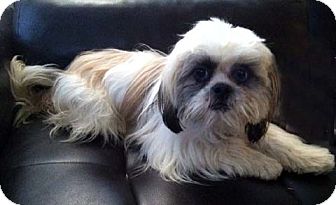 Lhasa Apso/Shih Tzu Mix Dog for Sale in Los Angeles, California - NIKOLAS Lhasa Apso/Shih Tzu Mix Dog for Sale in Los Angeles, California - NIKOLAS