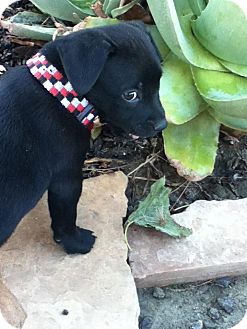 Labrador Retriever Mix Puppy for Sale in Torrance, California - THOMAS Labrador Retriever Mix Puppy for Sale in Torrance, California - THOMAS
