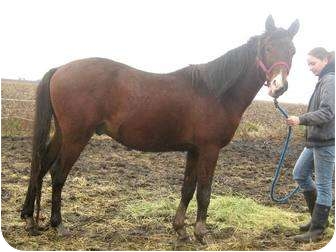 Trakhener/Arabian Mix for Sale in Dewey, Illinois - Zeus Trakhener/Arabian Mix for Sale in Dewey, Illinois - Zeus