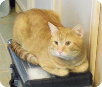 Domestic Shorthair Cat for Sale in Catasauqua, Pennsylvania - Bo Domestic Shorthair Cat for Sale in Catasauqua, Pennsylvania - Bo