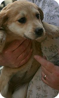 Shepherd (Unknown Type)/Retriever (Unknown Type) Mix Puppy for Sale in Danbury, Connecticut - Pumpkin Shepherd (Unknown Type)/Retriever (Unknown Type) Mix Puppy for Sale in Danbury, Connecticut - Pumpkin