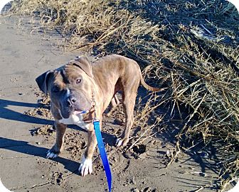 American Pit Bull Terrier Mix Dog for Sale in bridgeport, Connecticut - Meatball American Pit Bull Terrier Mix Dog for Sale in bridgeport, Connecticut - Meatball