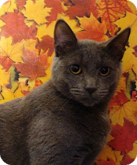 Domestic Shorthair Cat for Sale in Albany, New York - Tiger Domestic Shorthair Cat for Sale in Albany, New York - Tiger