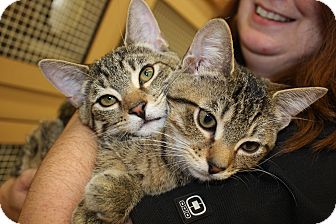 Domestic Shorthair Kitten for Sale in Vero Beach, Florida - Paco and Taco Domestic Shorthair Kitten for Sale in Vero Beach, Florida - Paco and Taco