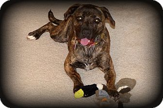 Dutch Shepherd Mix Dog for Sale in Sinking Spring, Pennsylvania - Penny Dutch Shepherd Mix Dog for Sale in Sinking Spring, Pennsylvania - Penny