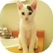 Domestic Shorthair Kitten for Sale in Vancouver, British Columbia - Lark Domestic Shorthair Kitten for Sale in Vancouver, British Columbia - Lark