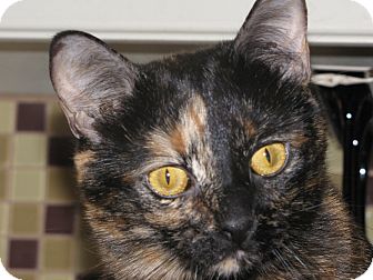Domestic Shorthair Cat for Sale in Edmond, Oklahoma - Luci Domestic Shorthair Cat for Sale in Edmond, Oklahoma - Luci