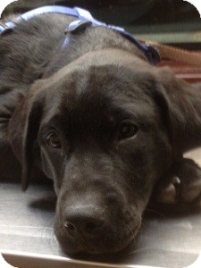 Labrador Retriever Mix Puppy for Sale in North Wales, Pennsylvania - Kohl Labrador Retriever Mix Puppy for Sale in North Wales, Pennsylvania - Kohl