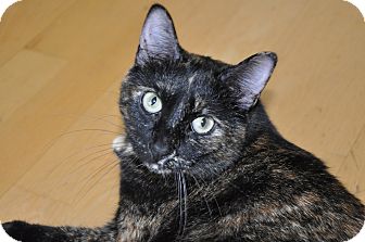Domestic Shorthair Cat for Sale in Foothill Ranch, California - Goldie Domestic Shorthair Cat for Sale in Foothill Ranch, California - Goldie