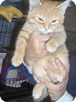 Domestic Shorthair Kitten for Sale in Middletown, Connecticut - Tango Domestic Shorthair Kitten for Sale in Middletown, Connecticut - Tango